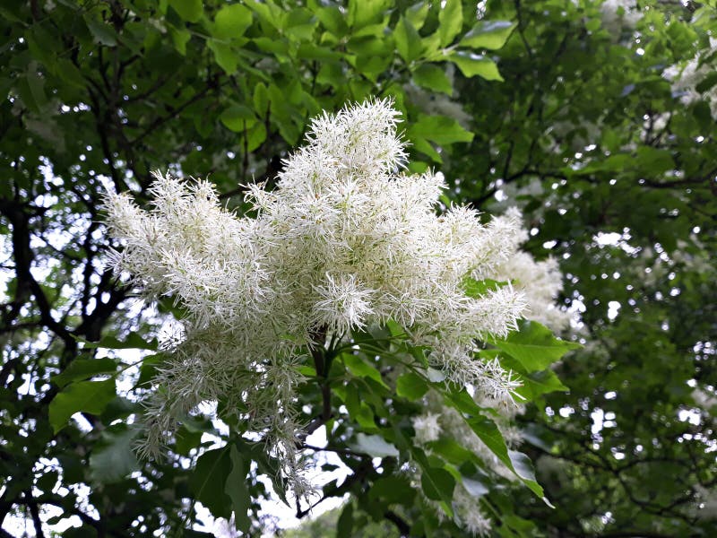 Chionanthus Virginicus, white fringe tree, is a deciduous shrub or small tree. Family: Oleaceae. Chionanthus Virginicus, white fringe tree, is a deciduous shrub or small tree. Family: Oleaceae.